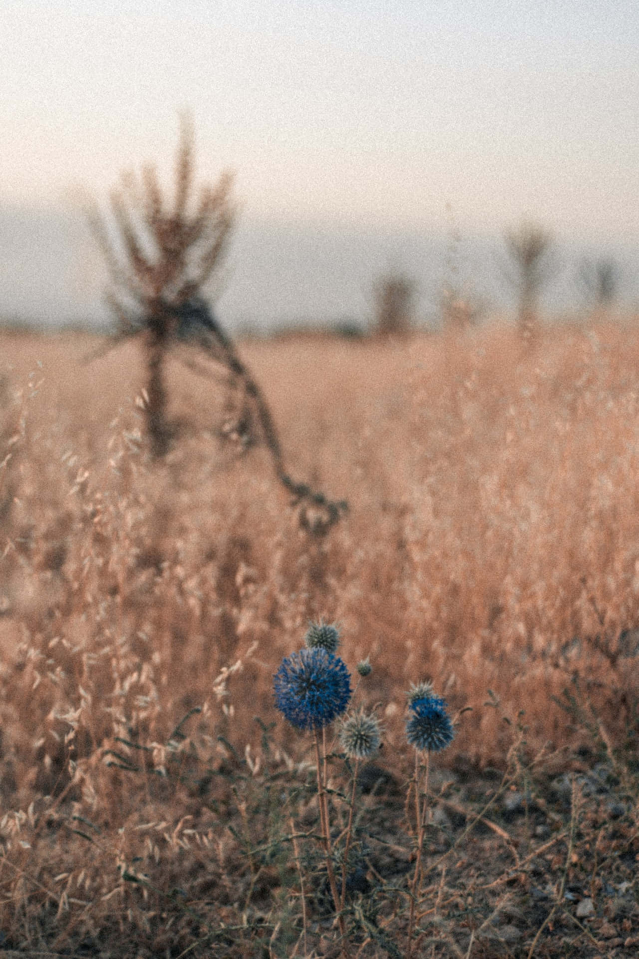 Dandelion Blue Flowers Phone Background