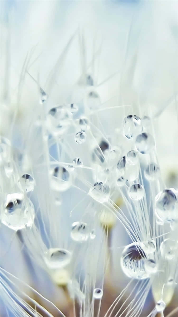 Dandelion Dew Drops Macro Background