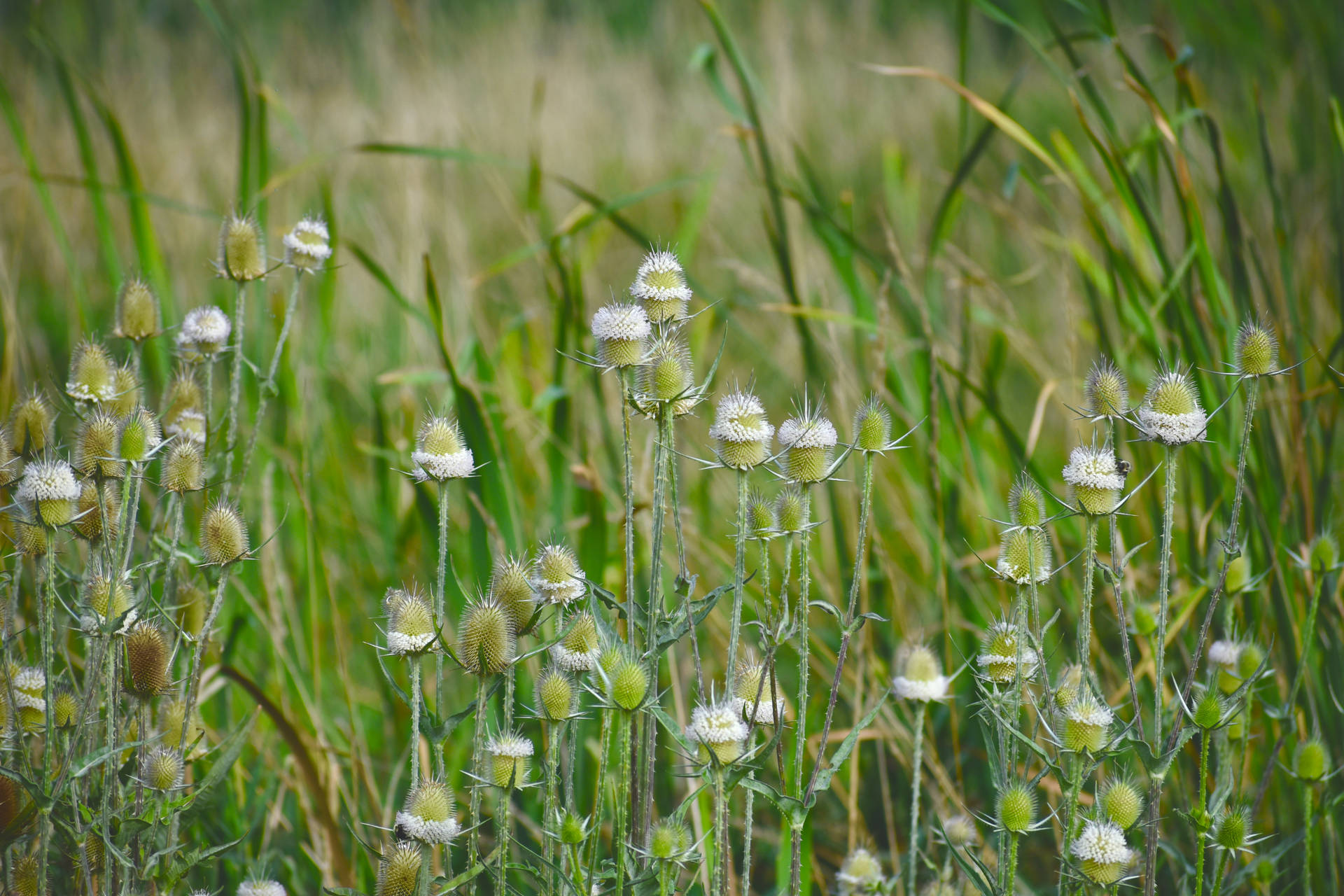 Dandelion Fields With Sharp Edges