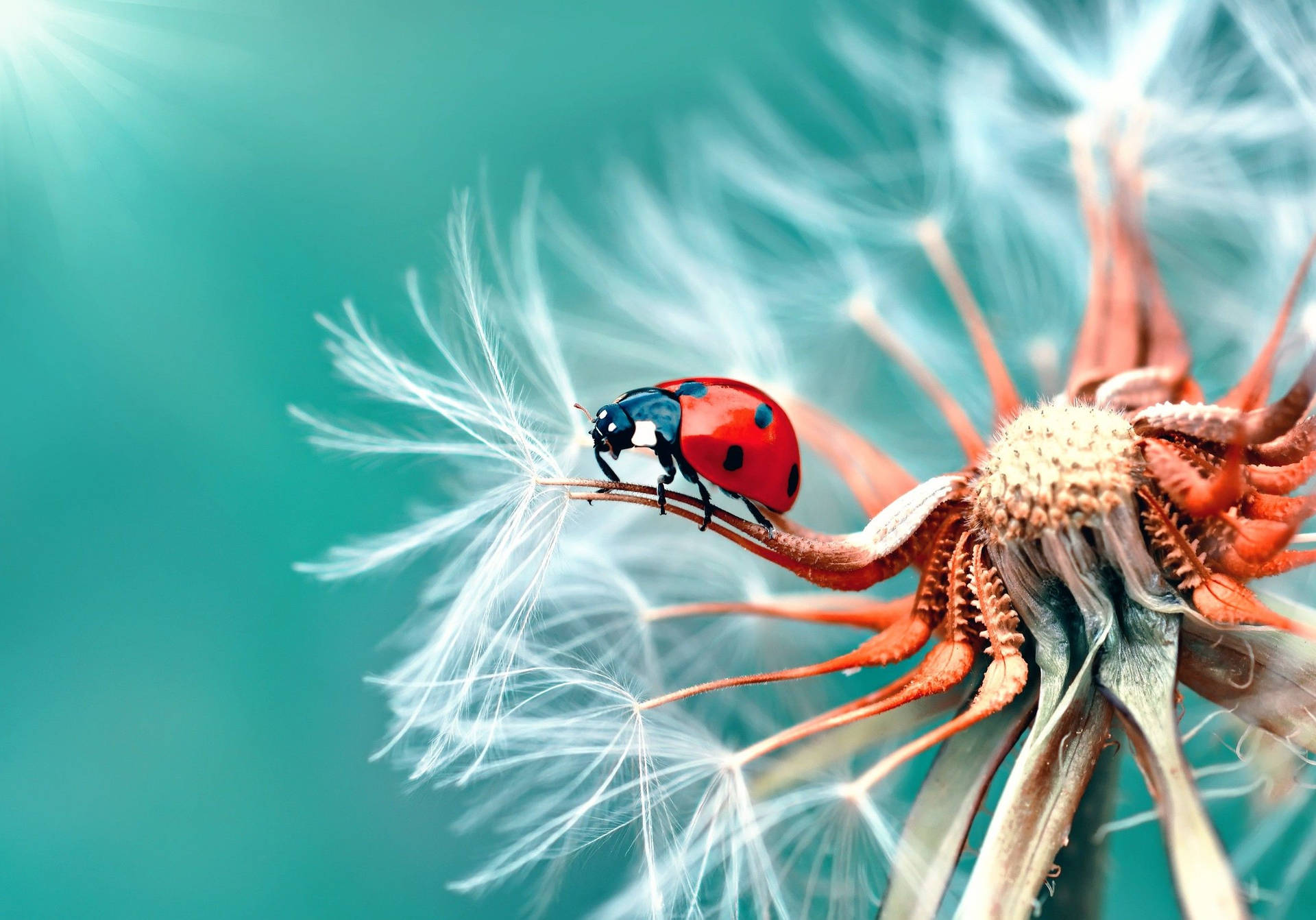 Dandelion Flower With A Ladybug Background