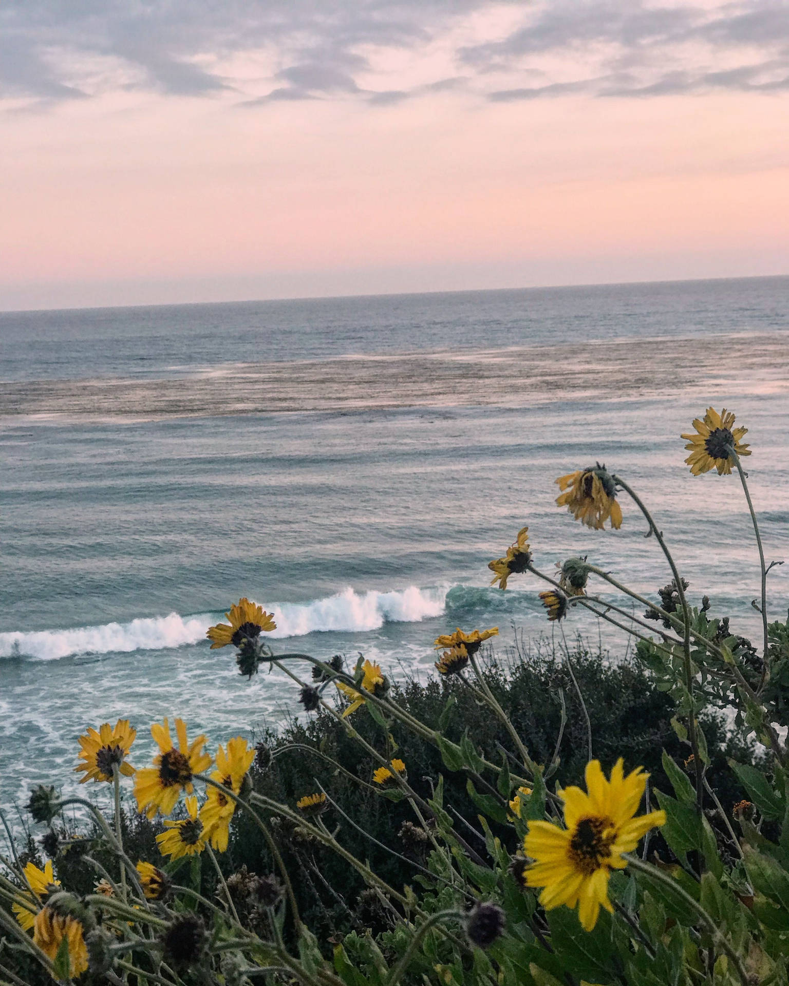 Dandelion Flowers In Malibu Background