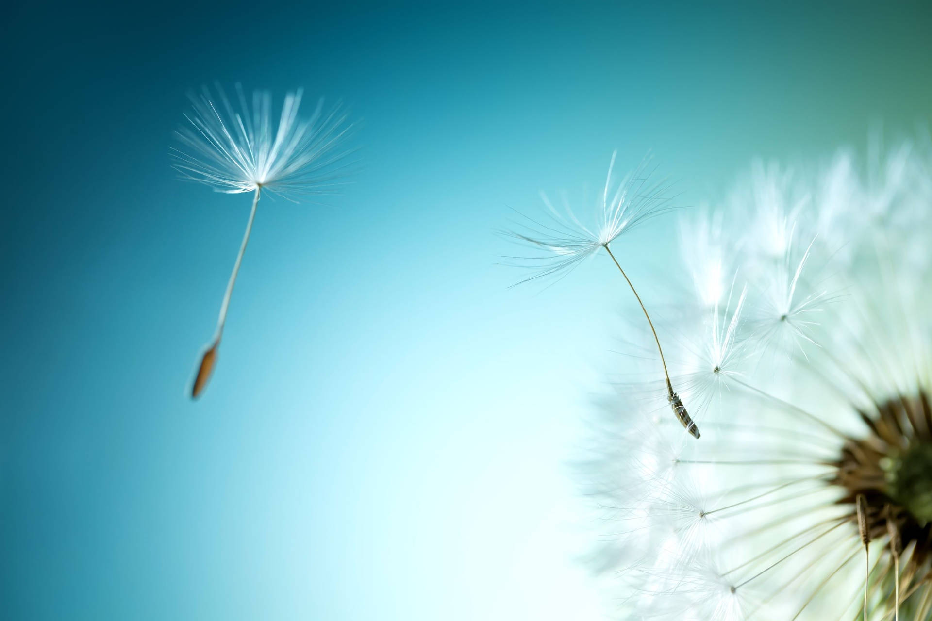 Dandelion Flying White Seed Head Flowers Background