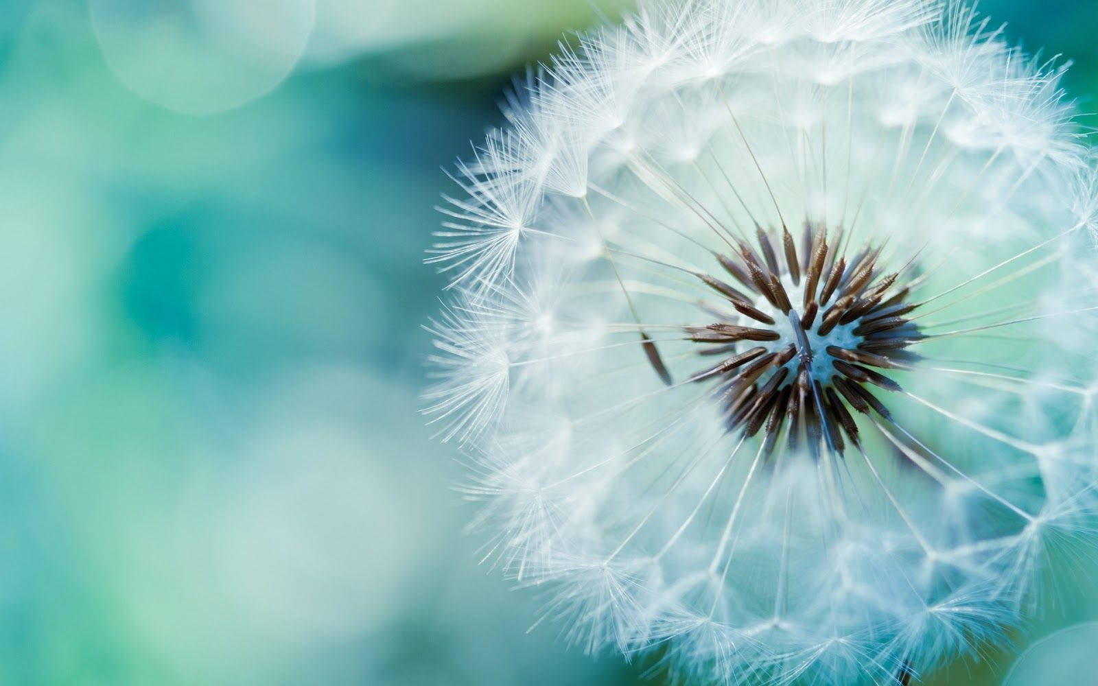 Dandelion Hd Computer Background