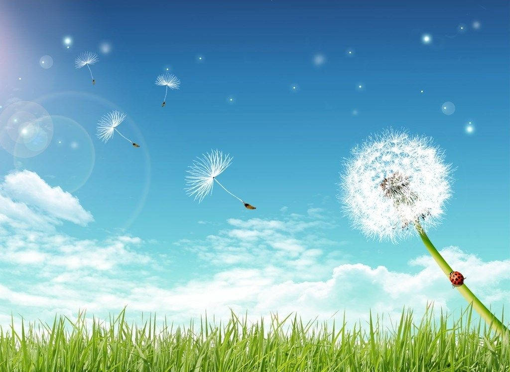 Dandelion On A Green Field Background