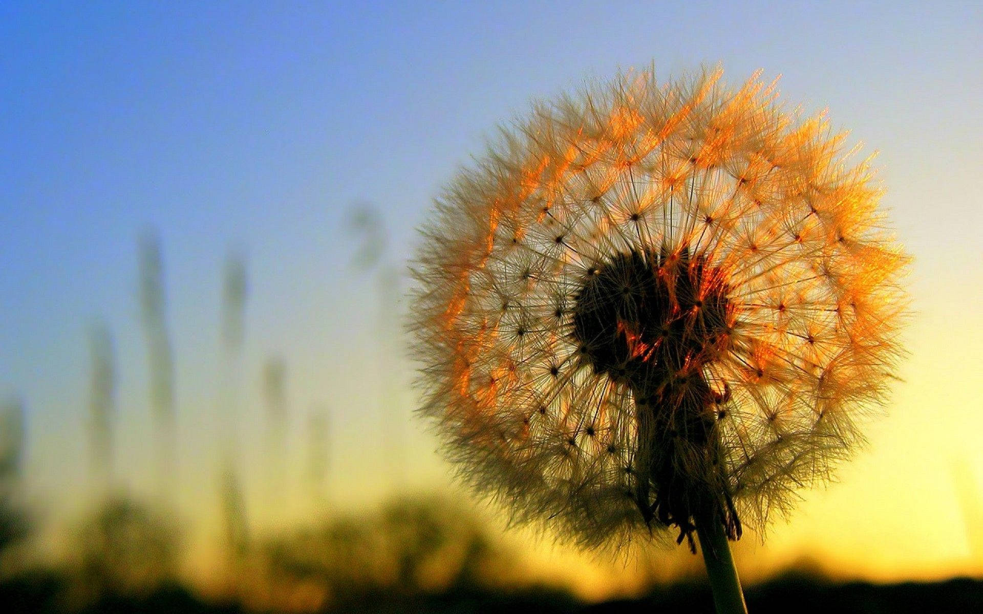 Dandelion On A Scenic Sky Background