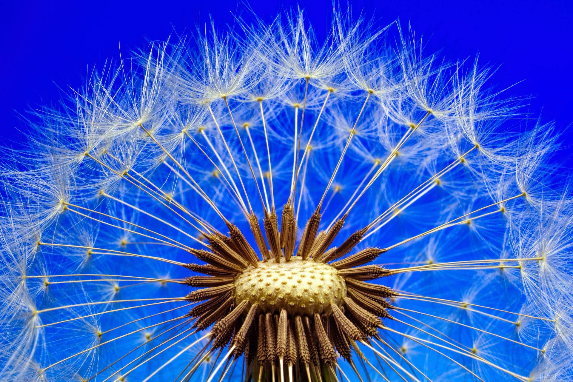 Dandelion Sky Blue Color Hd Background