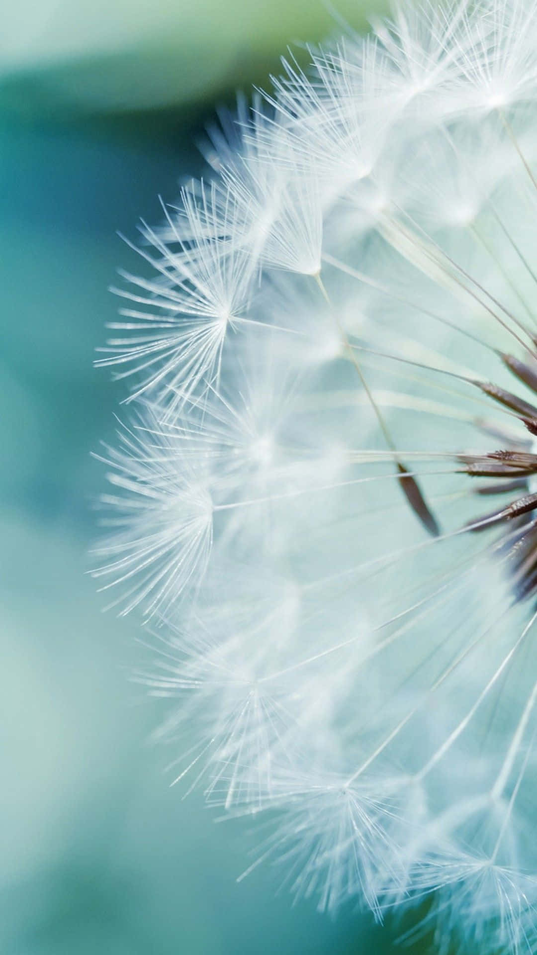 Dandelion Teal Flower Background