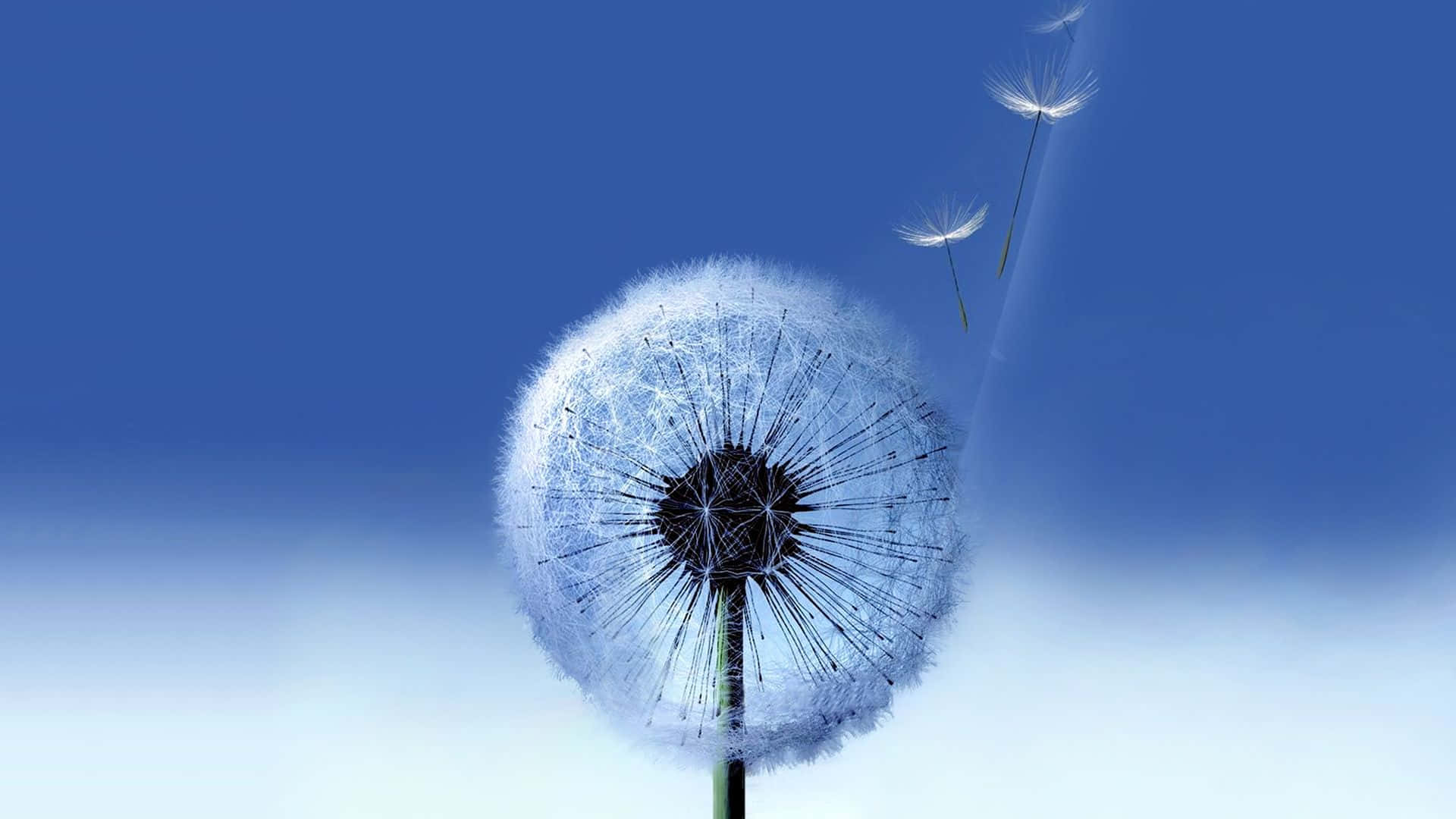 Dandelions Best Samsung Galaxy