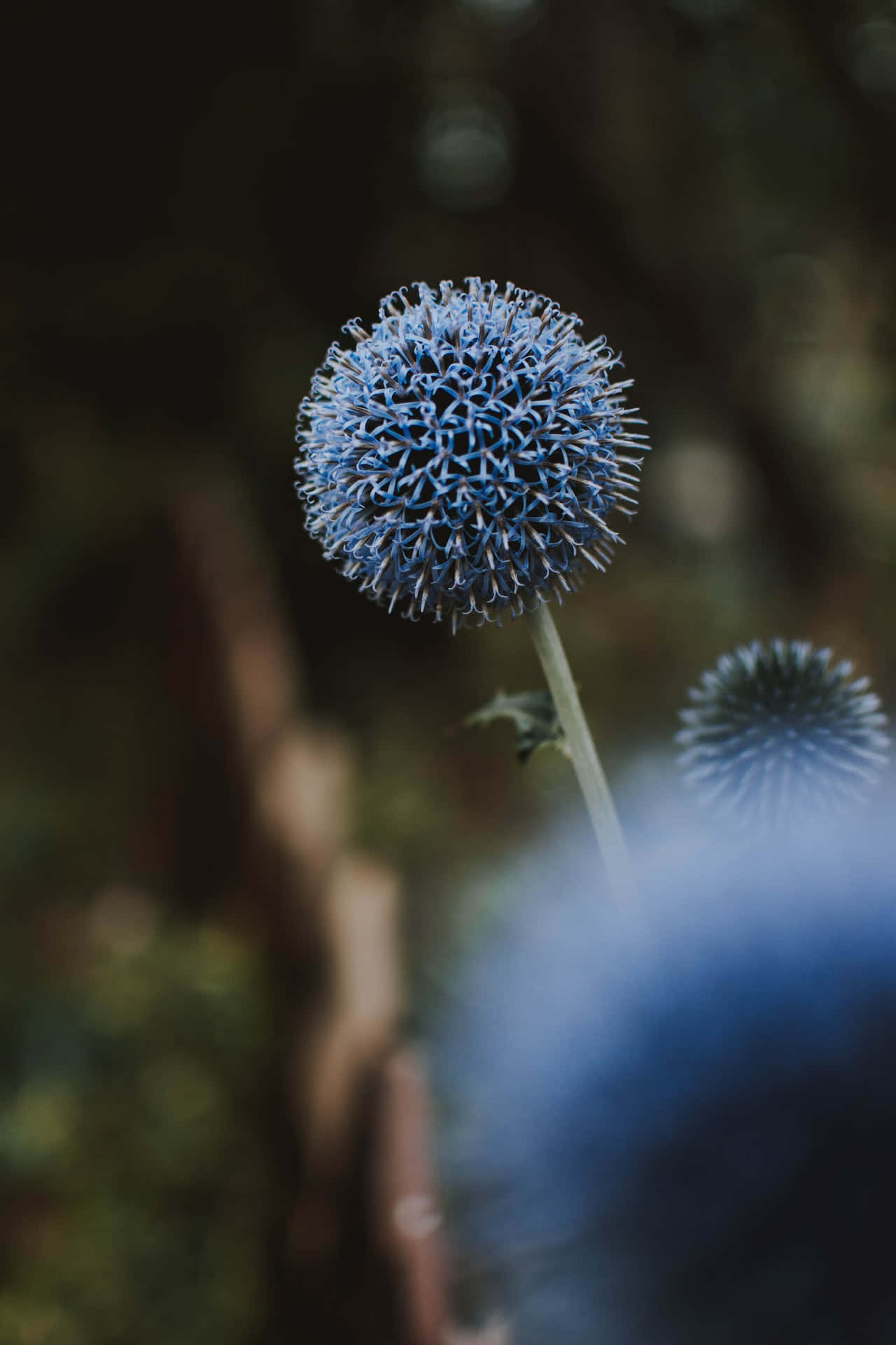 Dandelions Blue Flowers Phone Background