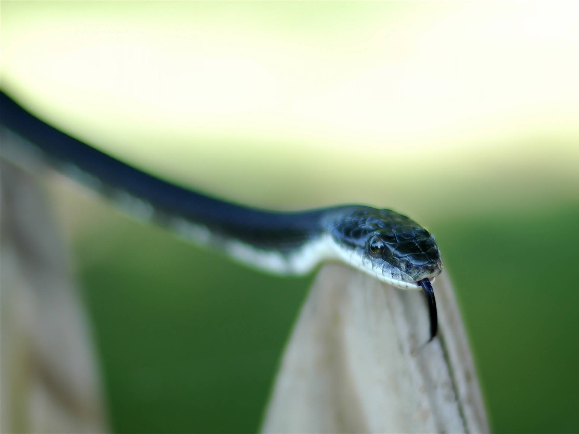 Dangerous Snake Flicking Its Tongue Background