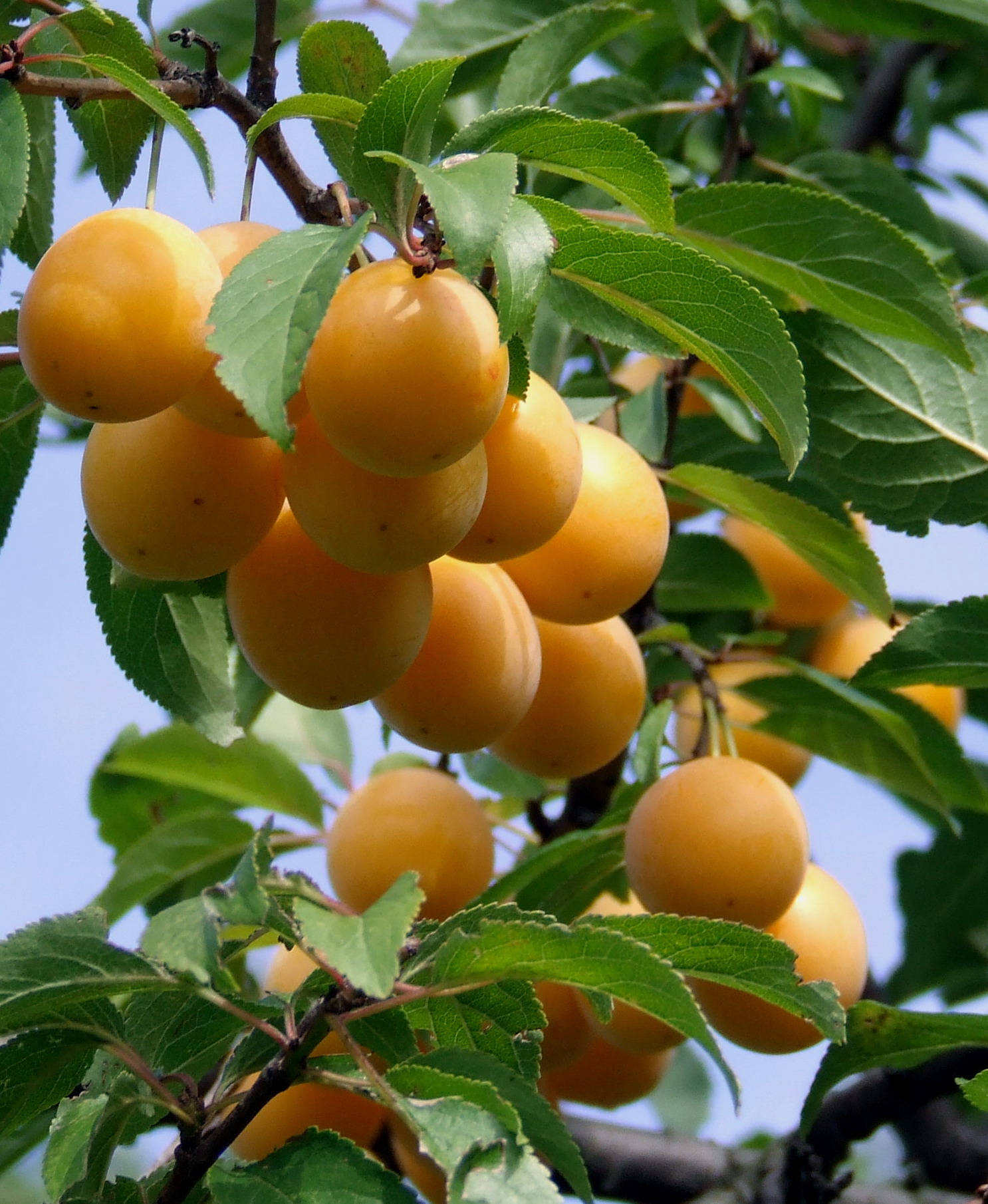 Dangling Ripe Nance Fruit Background