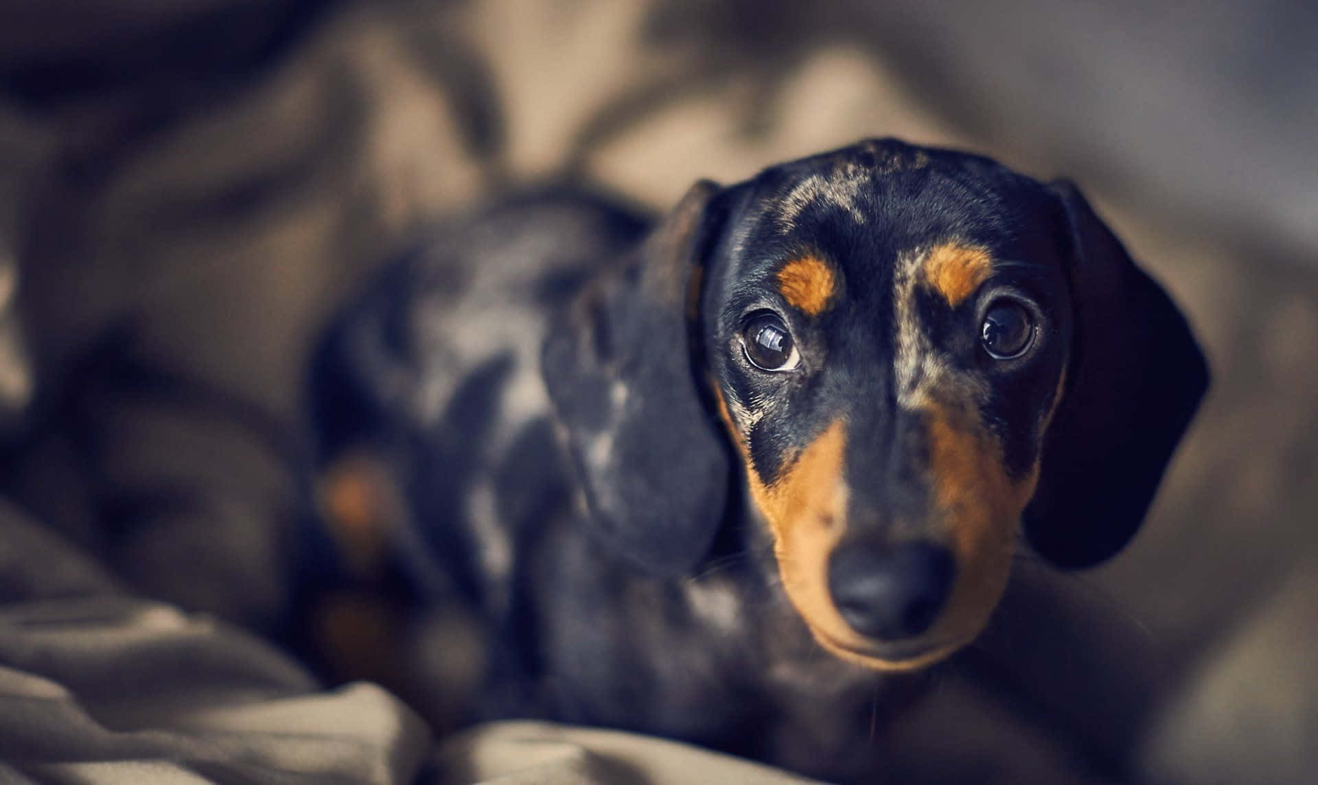 Dapple Dachshund Sitting On Bed Background