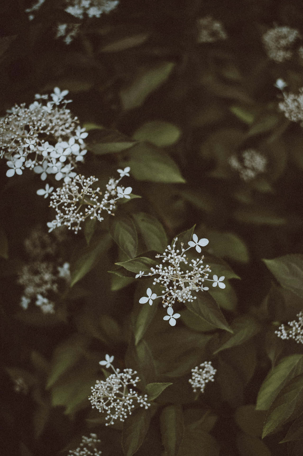 Dark Aesthetic Bunch Of Flowers Background