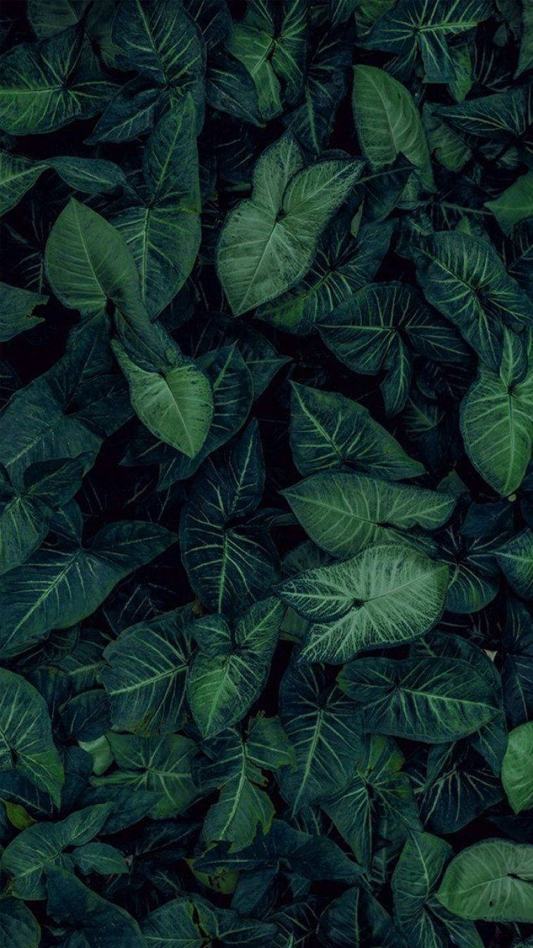 Dark Aesthetic Leaves Iphone Background