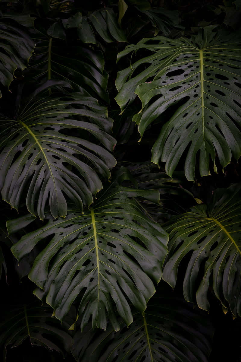 Dark Aesthetic Monstera Leaves Plant