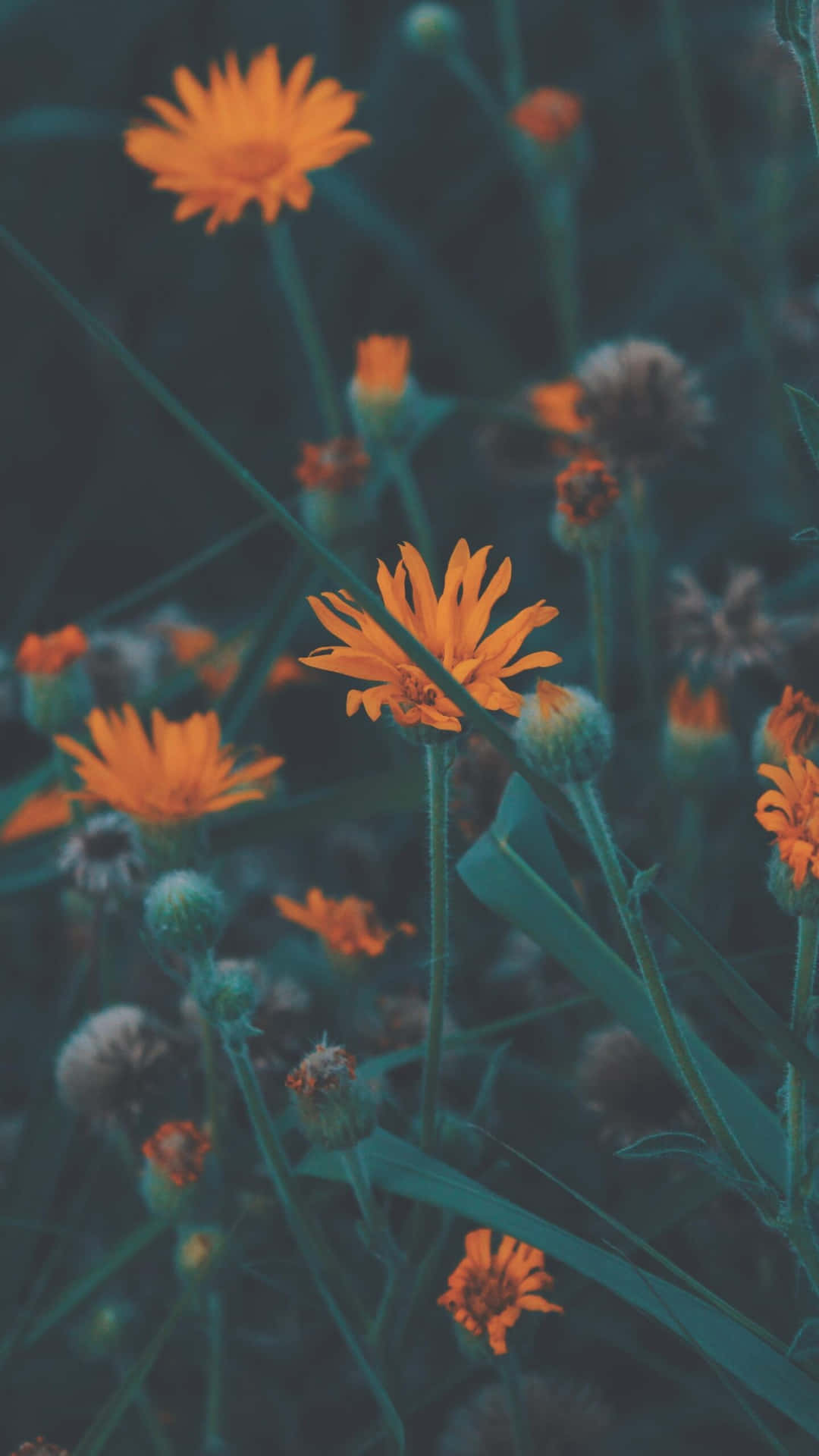 Dark Aesthetic Orange Flowers Background