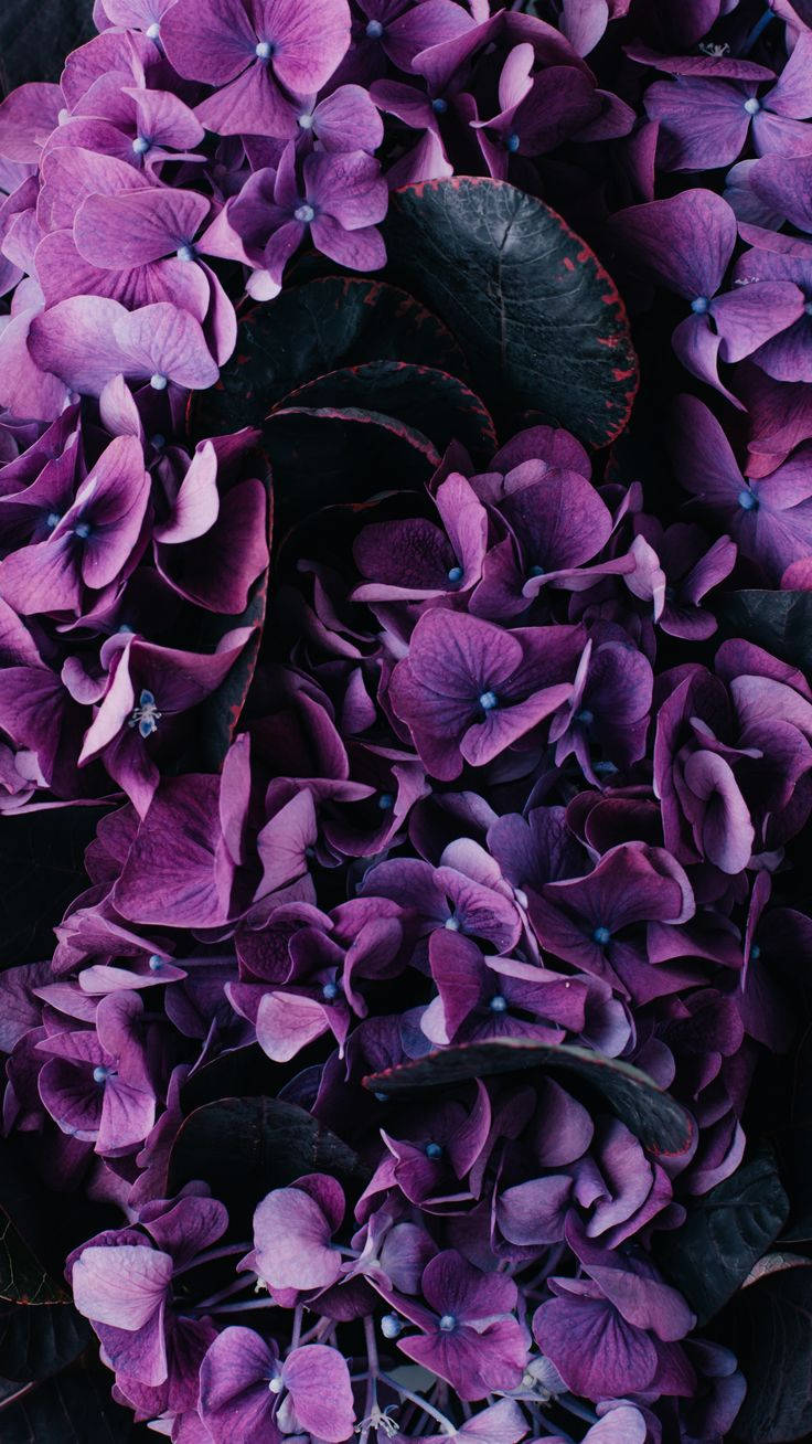 Dark Aesthetic Purple Flower Background