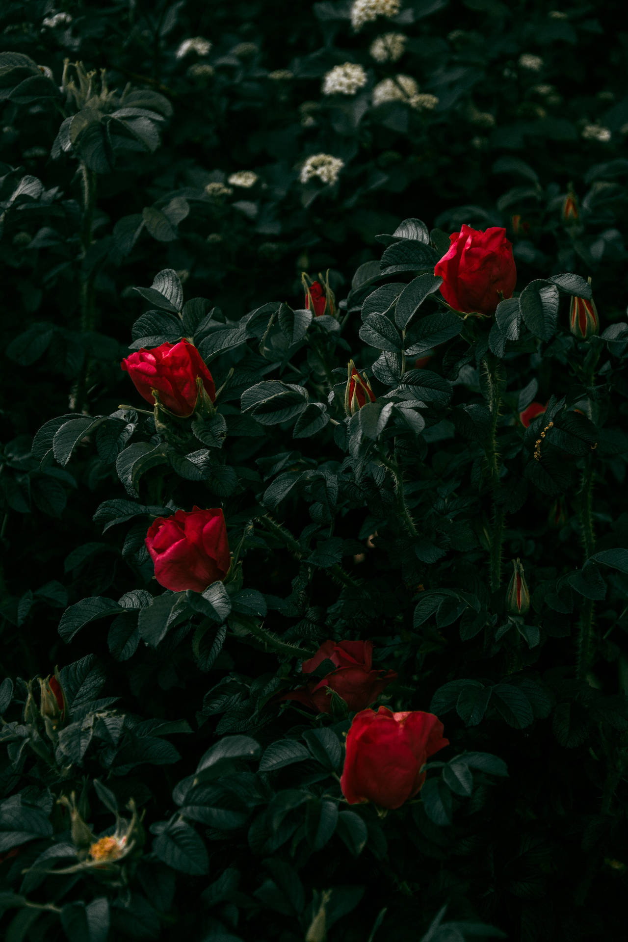 Dark Aesthetic Red Roses Bush Background