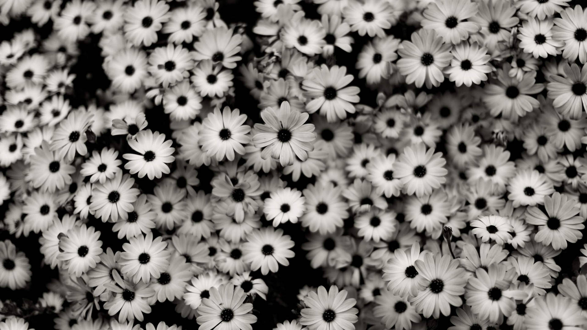 Dark Aesthetic White Florals Background