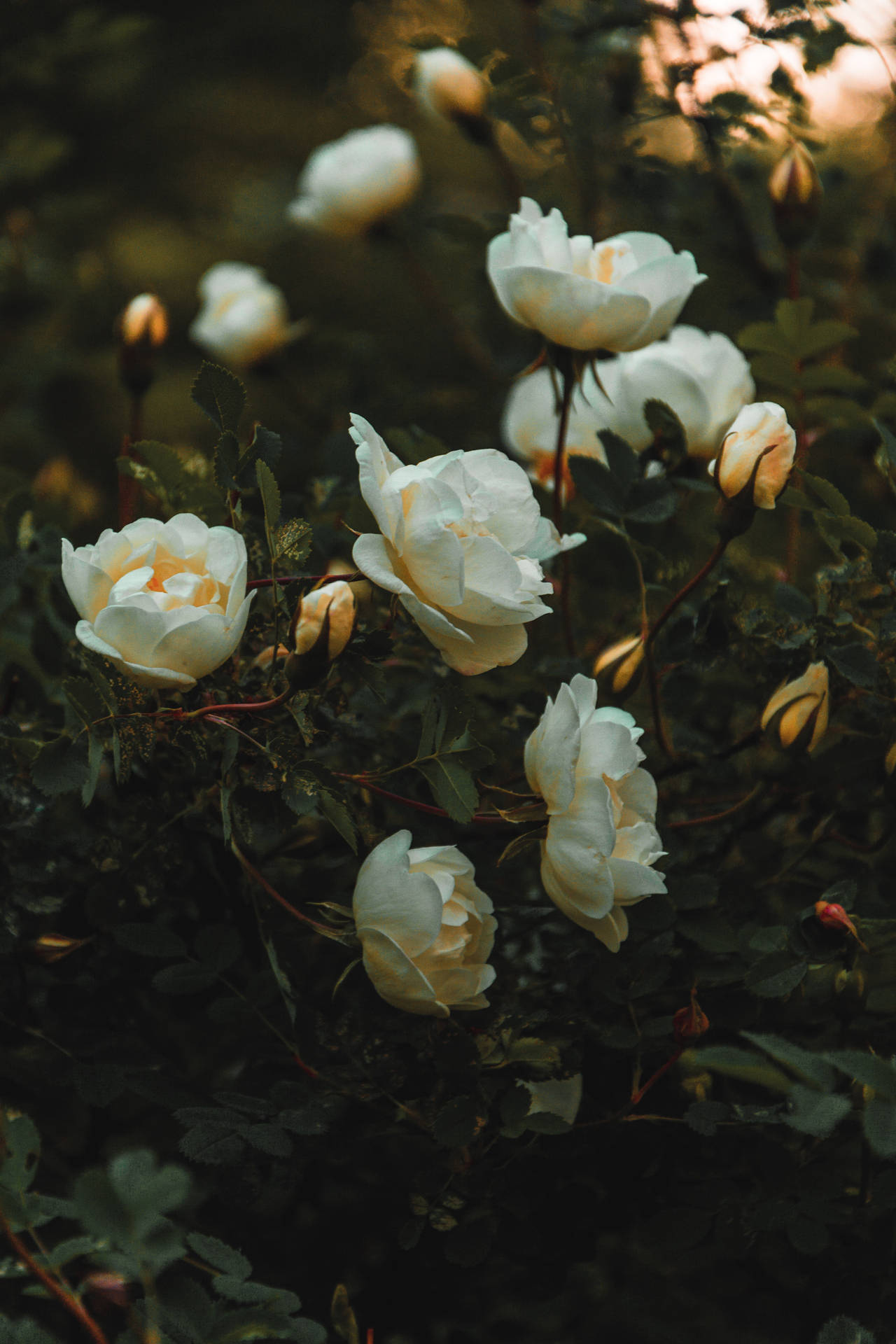 Dark Aesthetic White Flowers Background