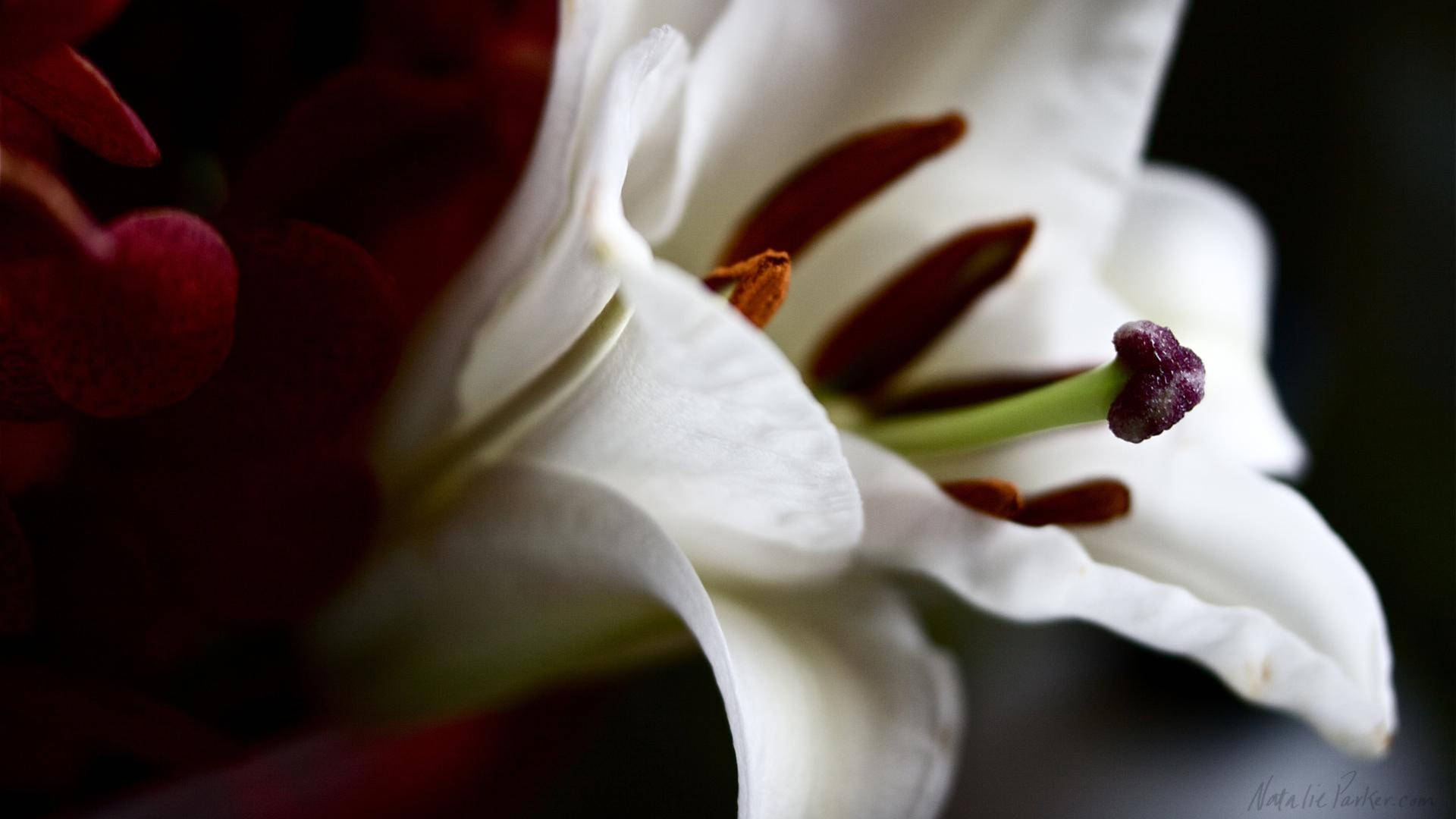 Dark Aesthetic White Lily Background