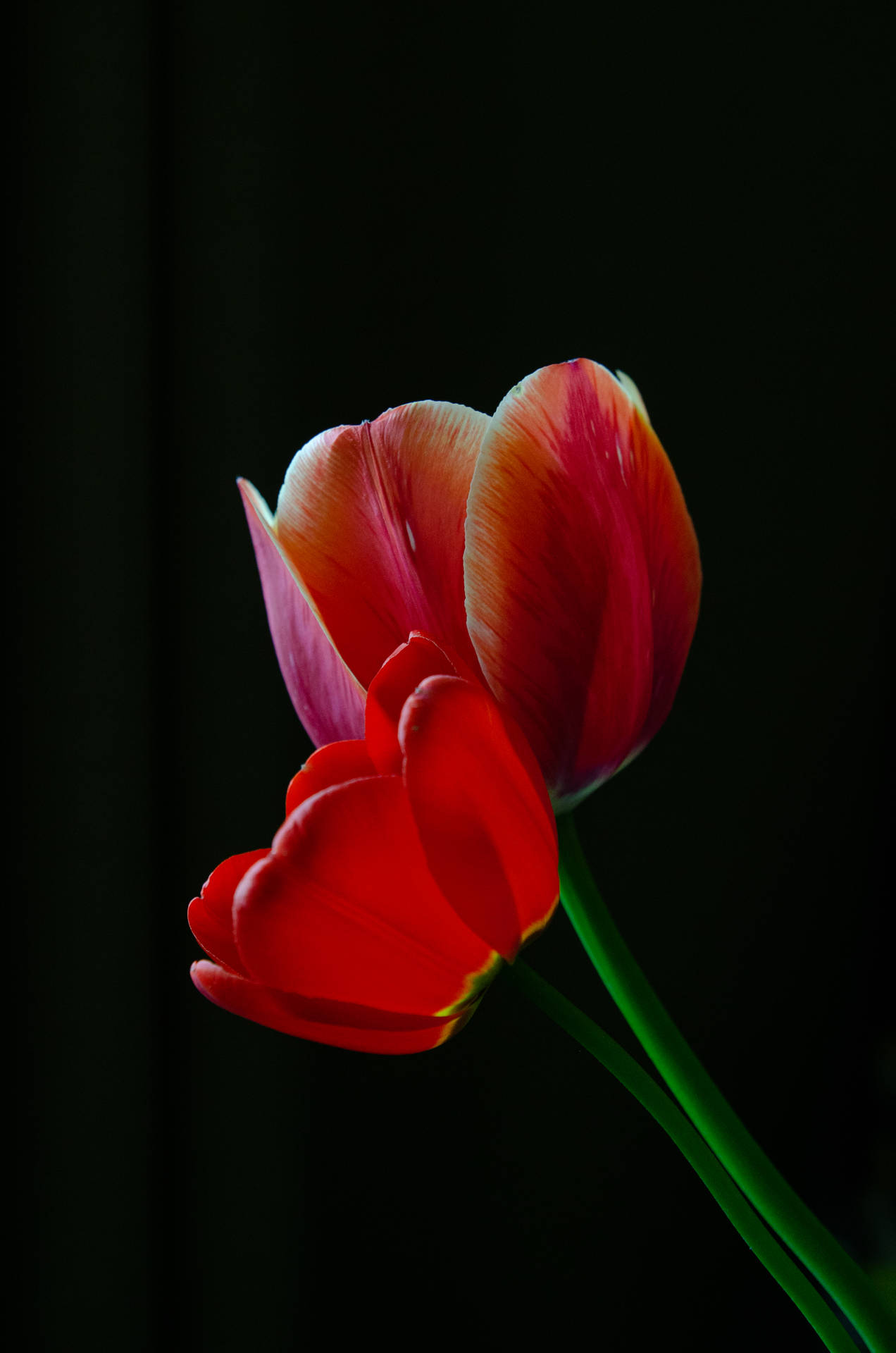 Dark And Bloody Red Tulips Background