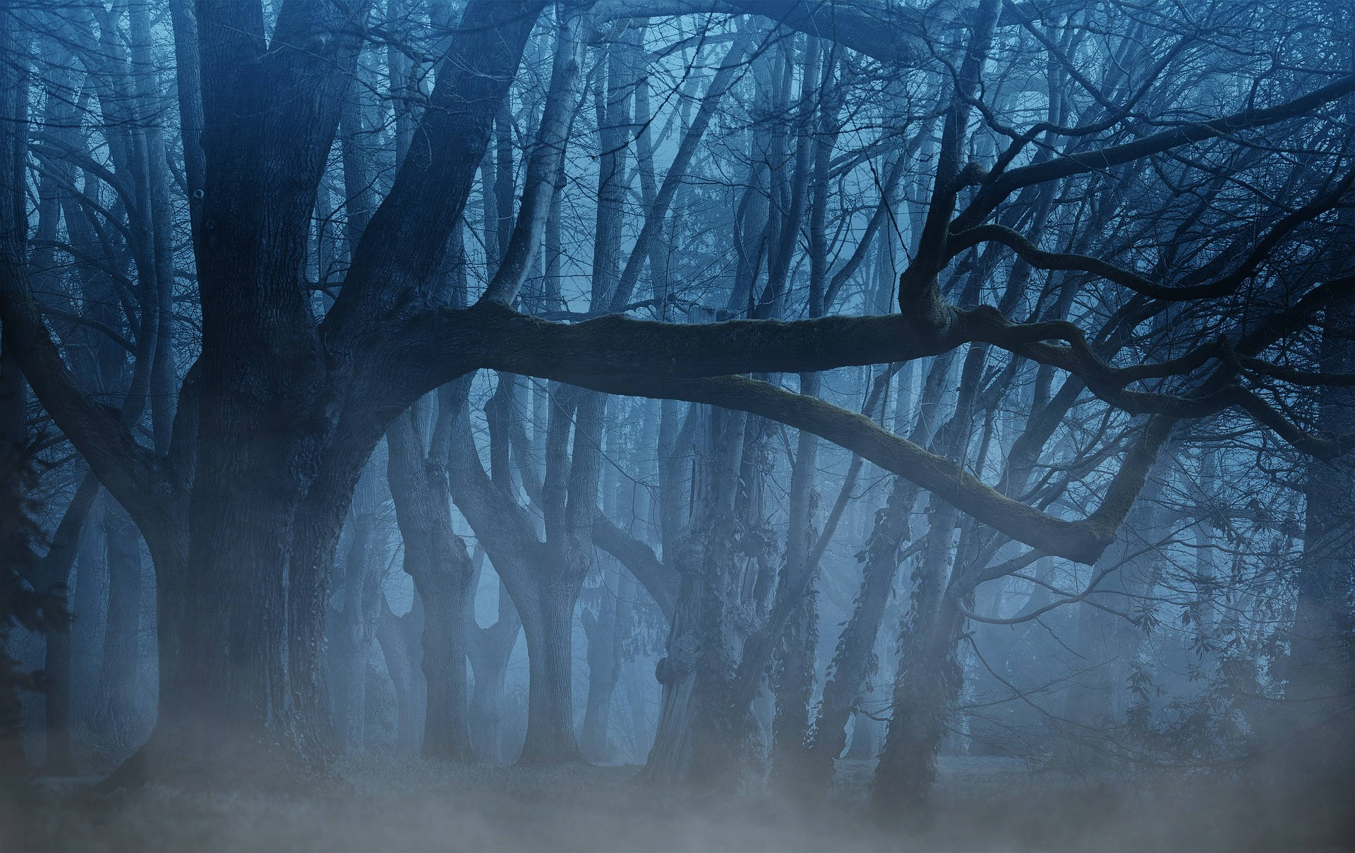 Dark And Foggy Woods Background