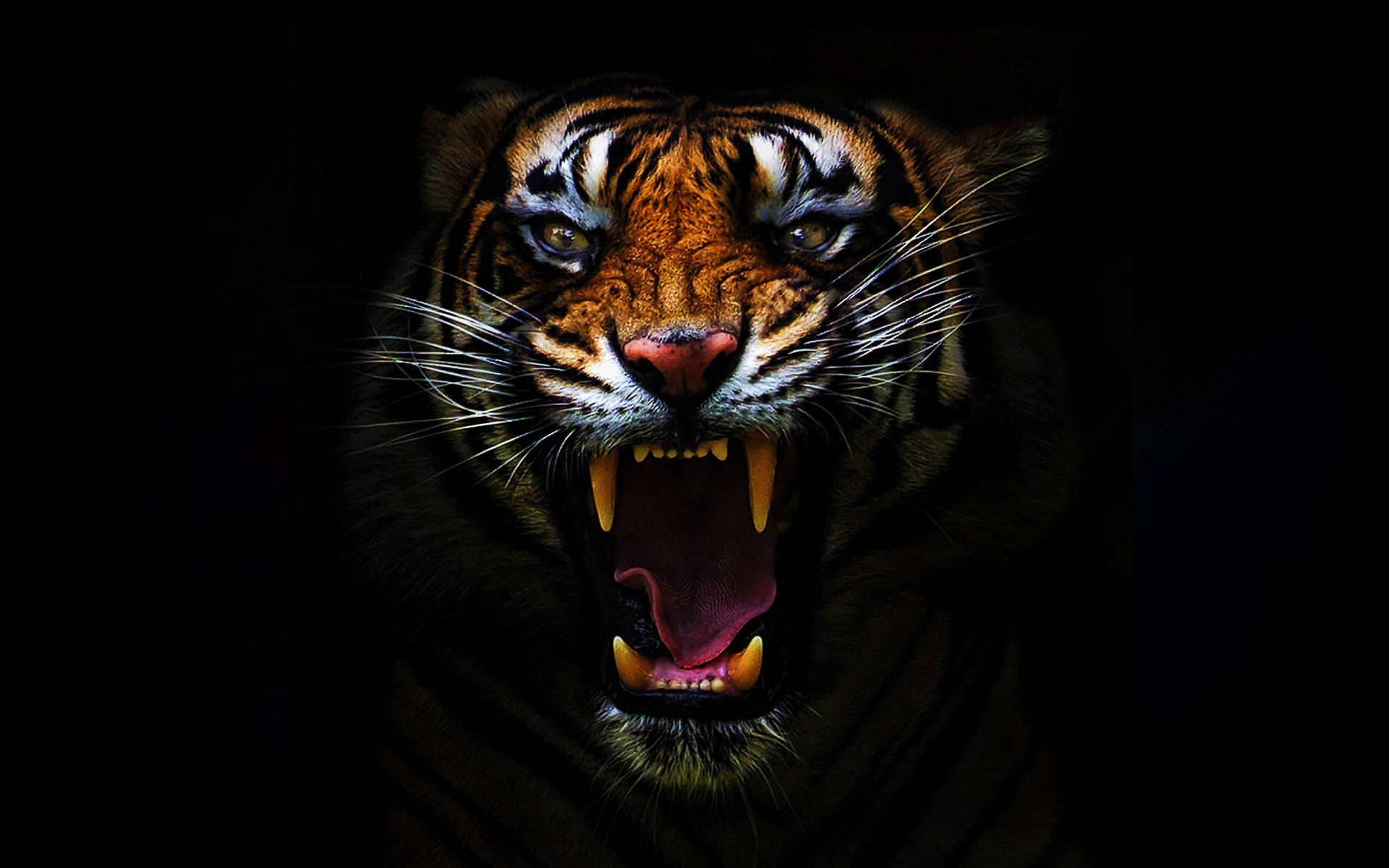 Dark Angry Tiger