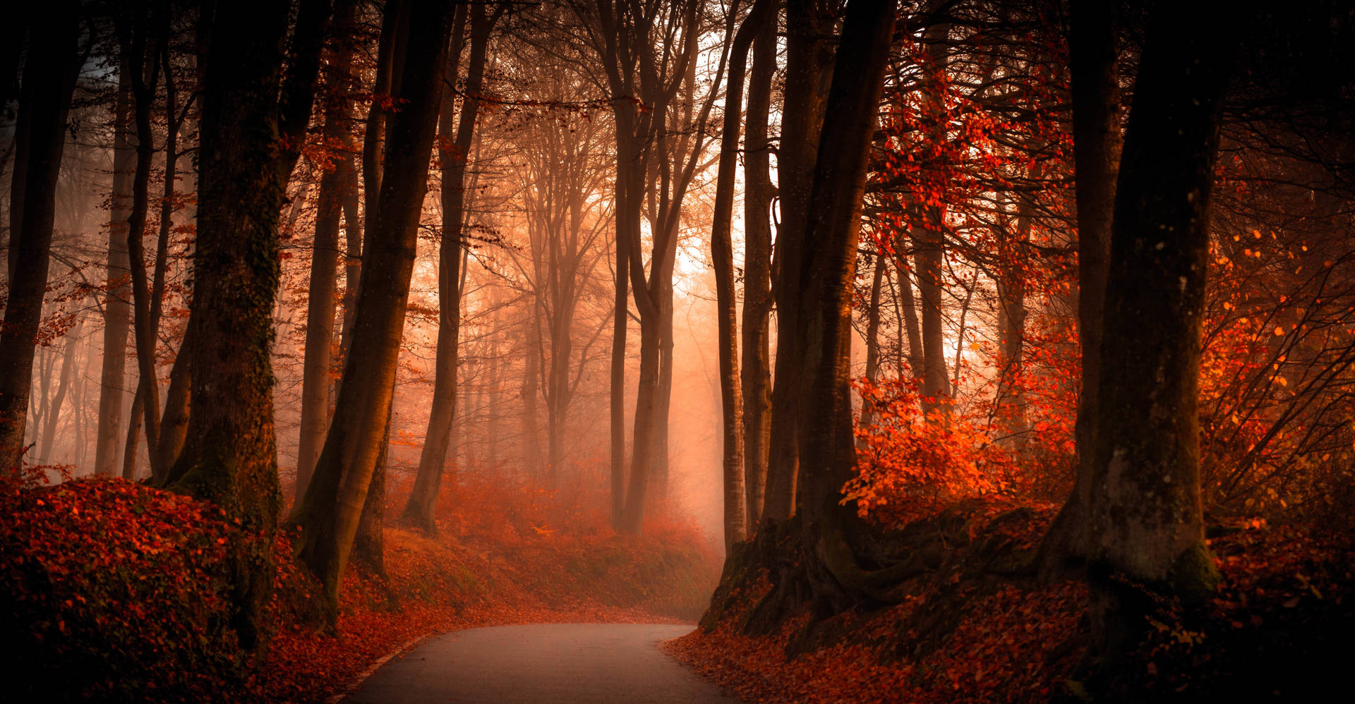 Dark Autumn And Foggy Forest Background