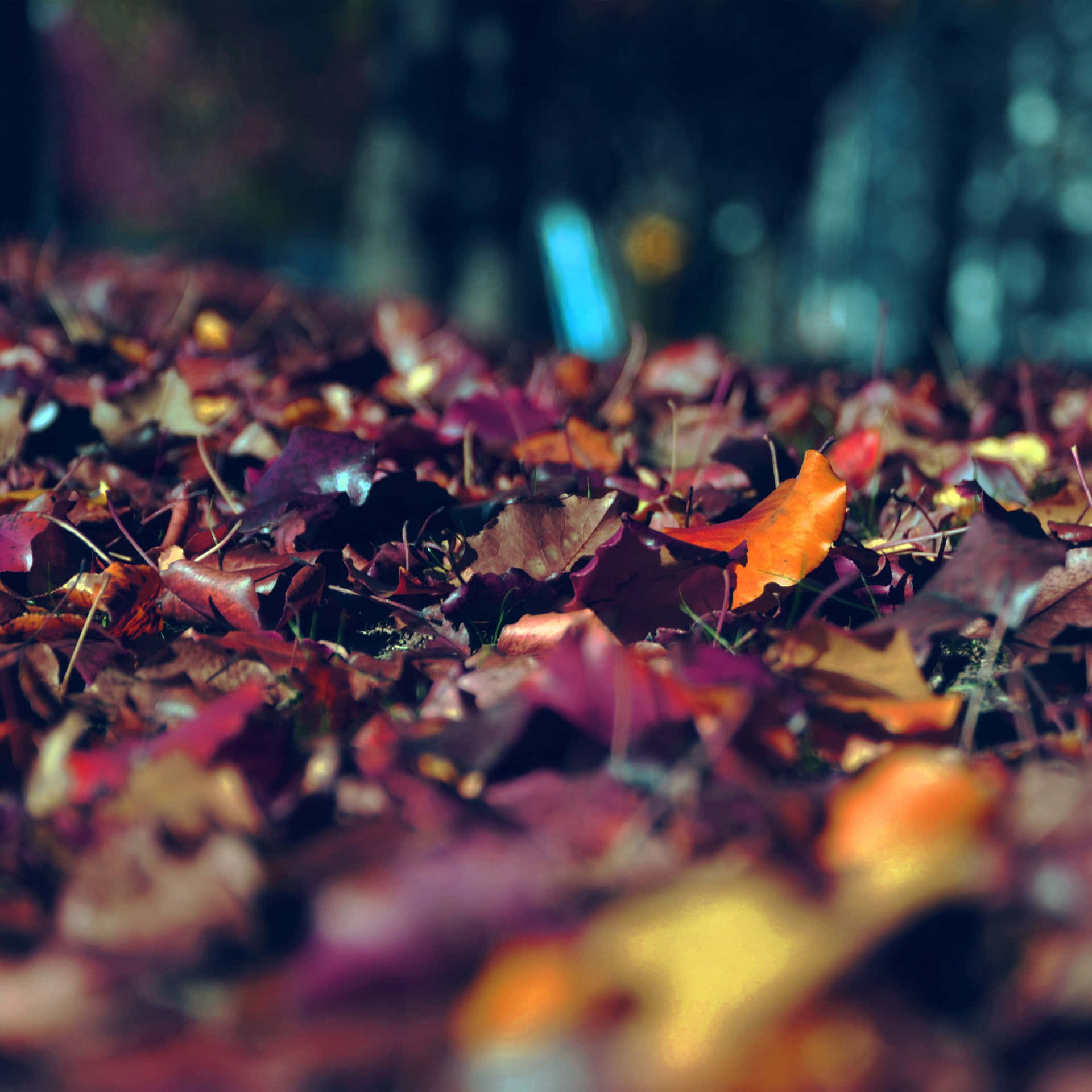 Dark Autumn Dried Leaves Close Up Shot Background