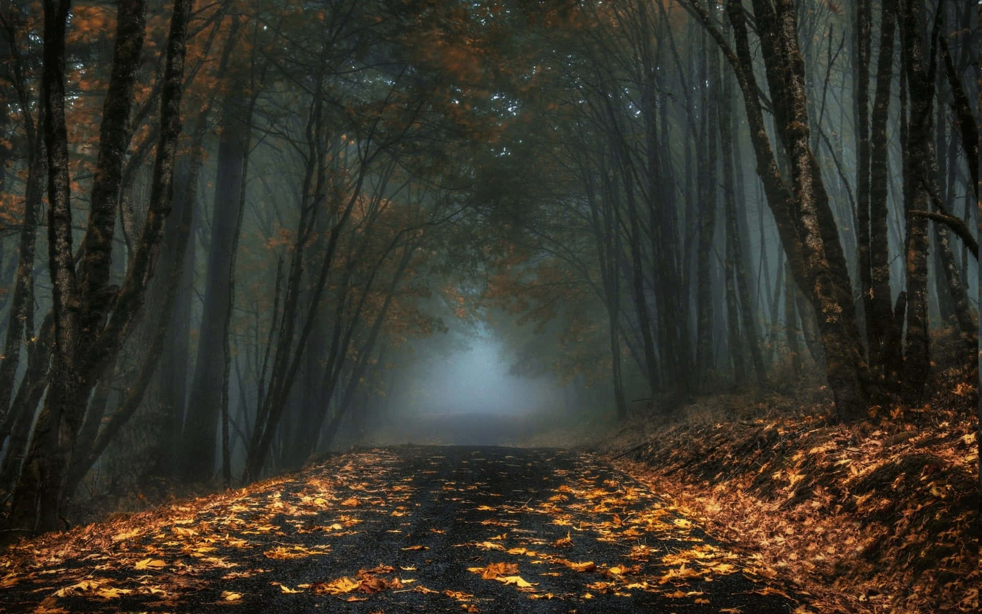 Dark Autumn In Foggy Forest Background