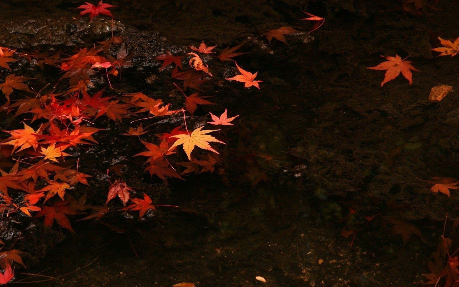Dark Autumn Maple Leaves In Water Background
