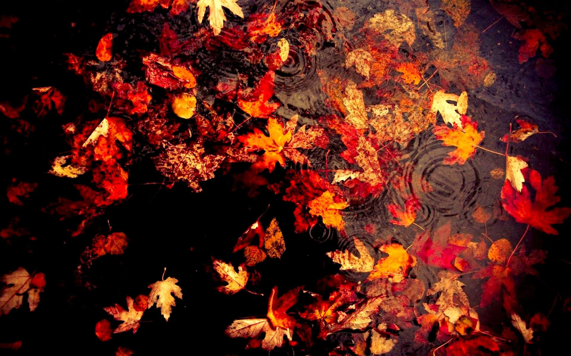 Dark Autumn Maple Leaves In Water With Ripple Effect Background