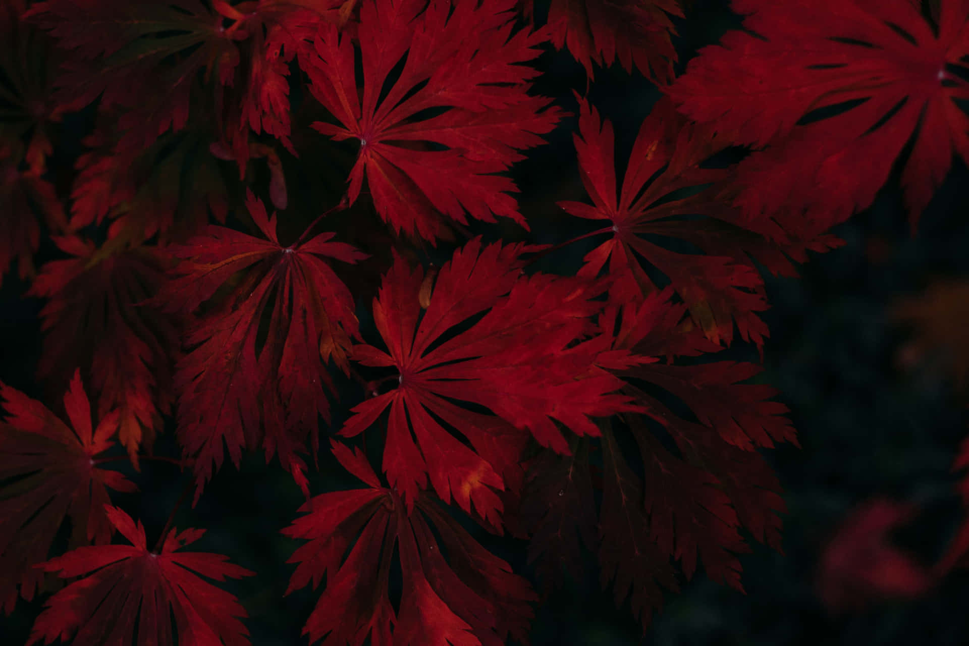 Dark Autumn Red Leaves Flat Lay Background
