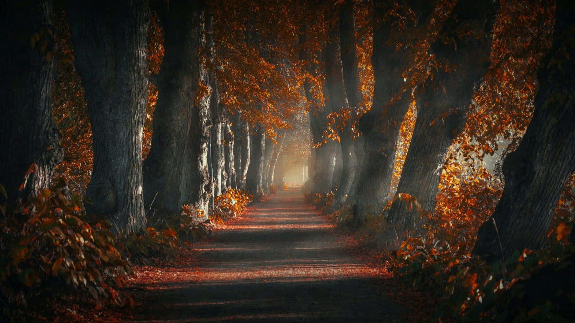 Dark Autumn With Forest Pathway