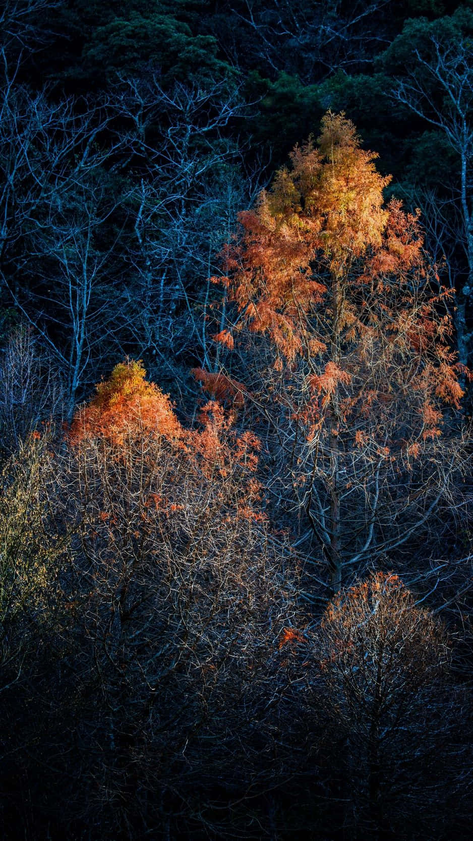 Dark Autumn With Maple Tree Background