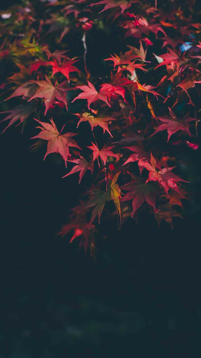 Dark Autumn With Pink Maple Leaves Background