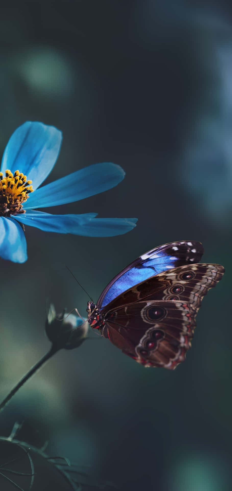 Dark Background Flowers And Butterflies Background