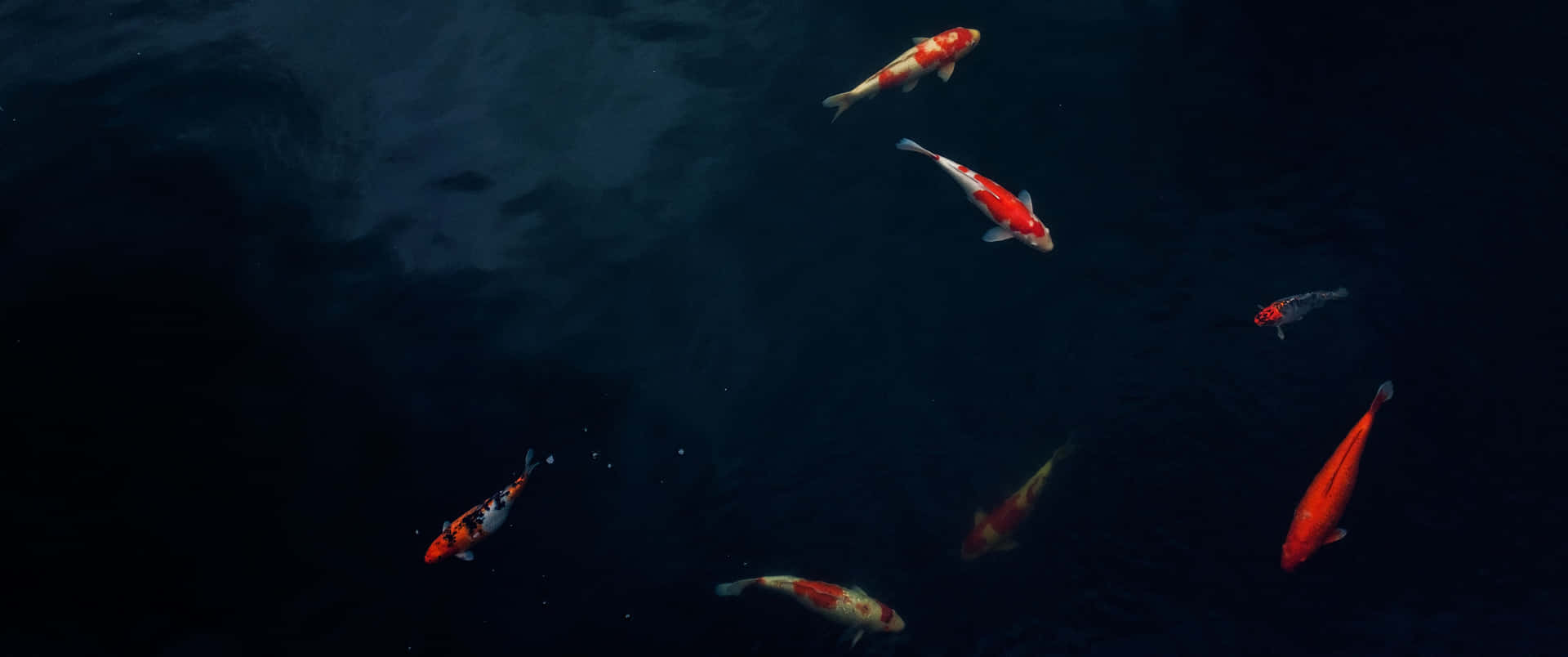 Dark Beauty Of The Pond Background