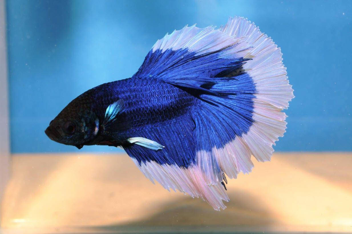 Dark Betta Fish Background