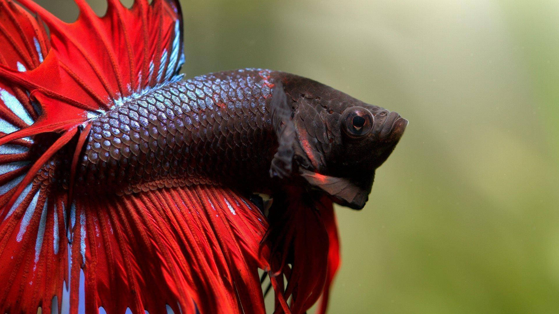 Dark Betta Fish Background