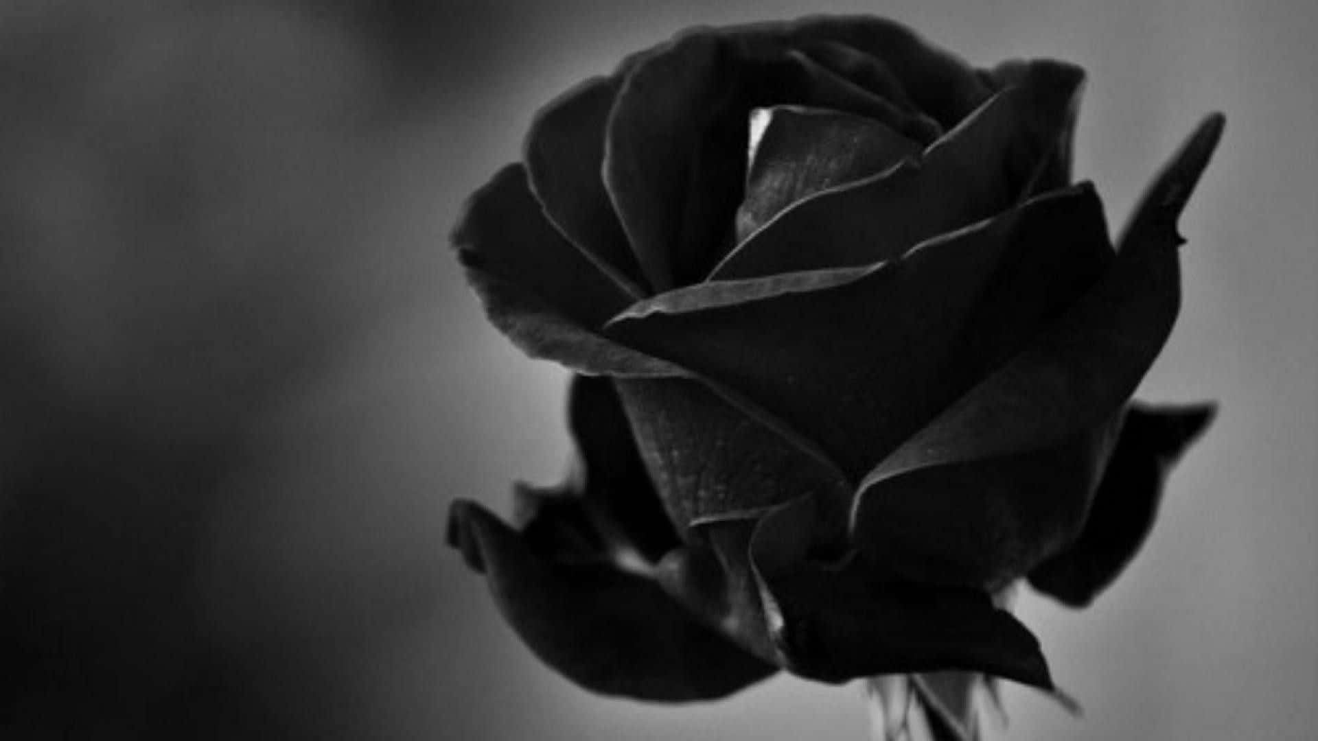 Dark Black Rose Aesthetic Background
