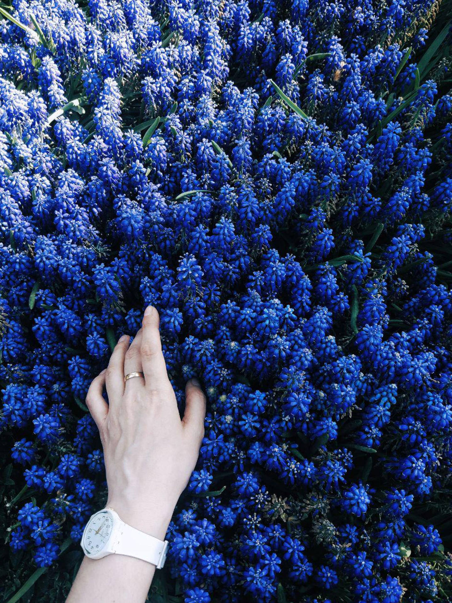 Dark Blue Aesthetic Flowers Background