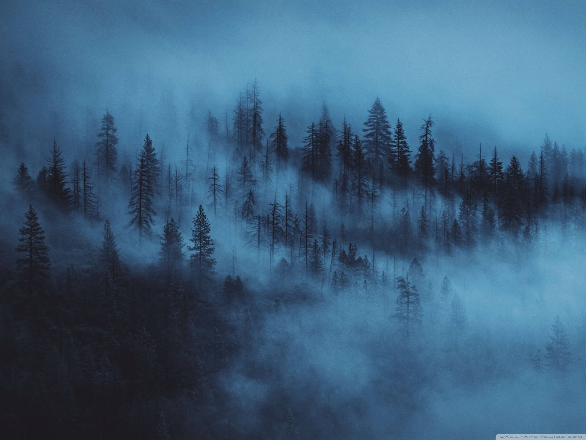 Dark Blue Aesthetic Forest Background