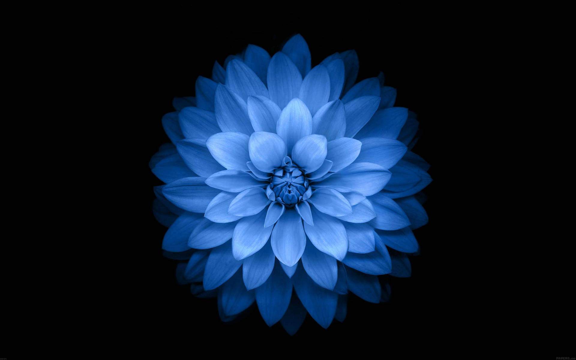 Dark Blue Aesthetic Giant Flower Background