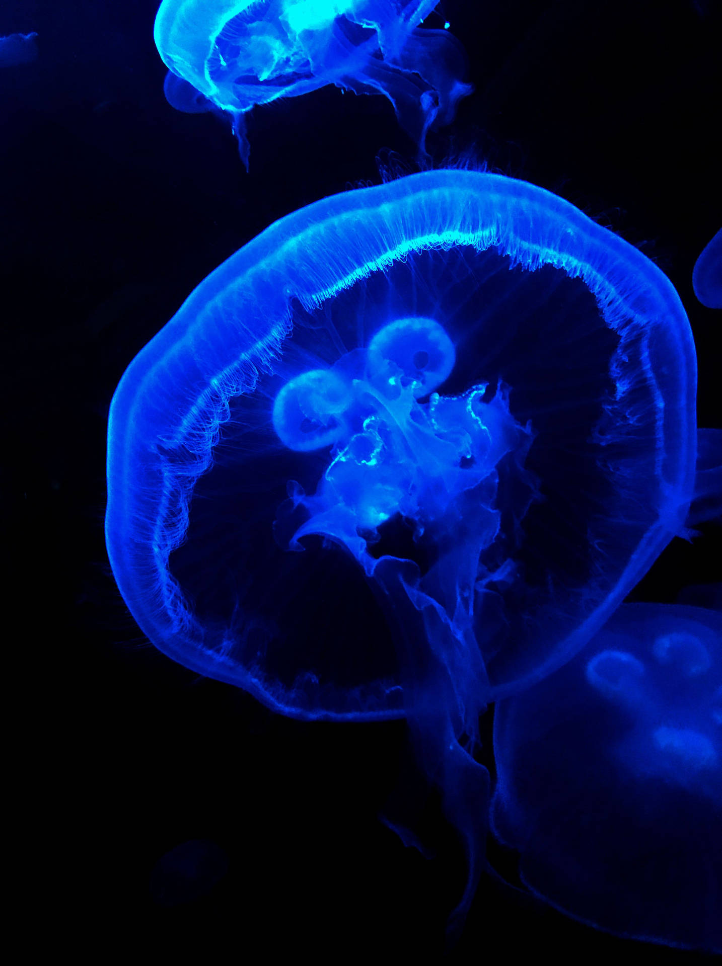 Dark Blue Aesthetic Giant Jellyfish Background