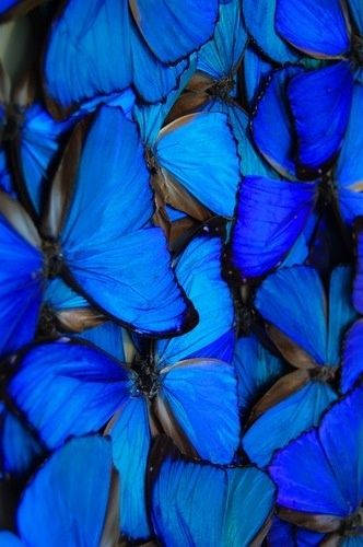 Dark Blue Aesthetic Tumblr Butterflies Background