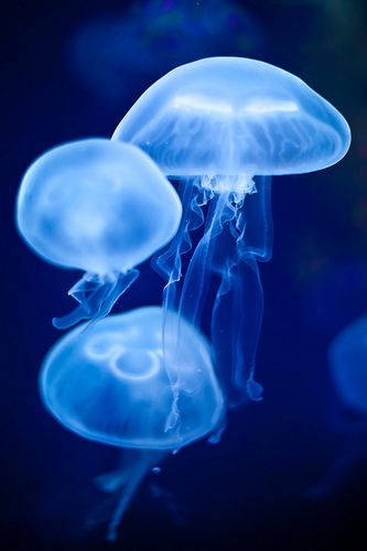 Dark Blue Aesthetic Tumblr Jelly Fish