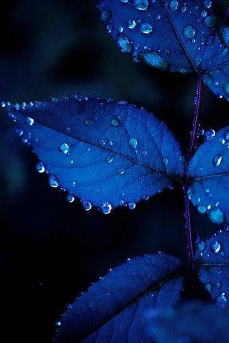 Dark Blue Aesthetic Tumblr Rose Leaves Background