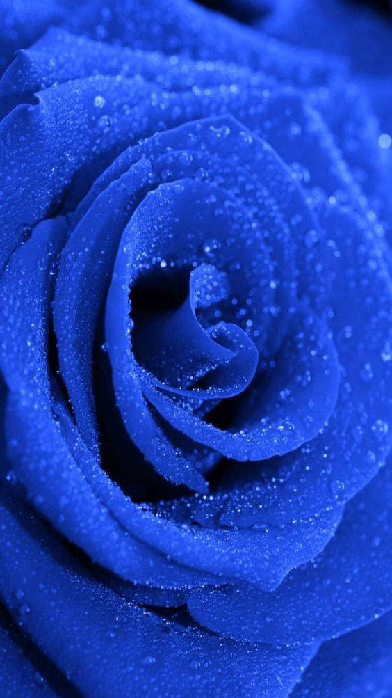 Dark Blue Aesthetic Tumblr Rose Background